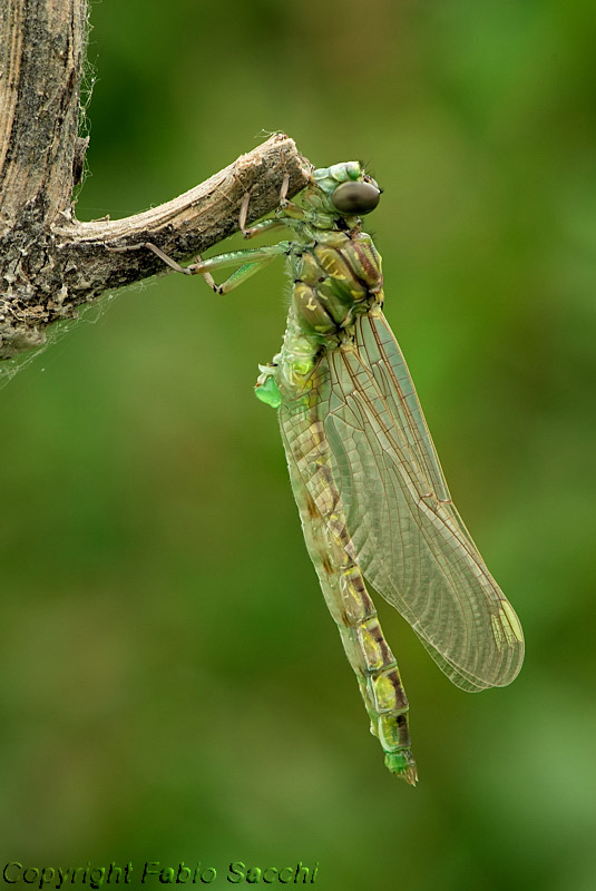 Gomphus flavipes